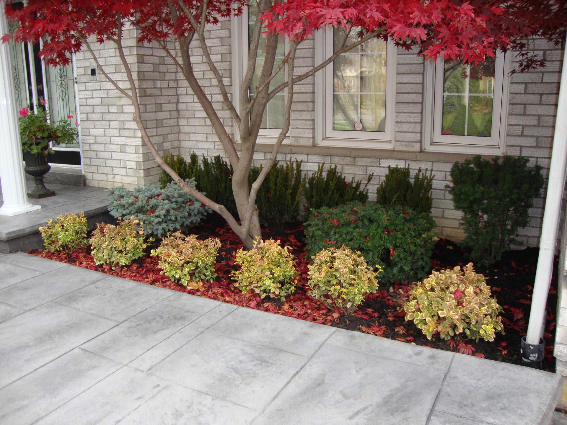 Landscape improvements — garden bed with Japanese maple and walkway